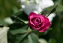 Eine rote Rose - 52 Rosen, Gut Hilperdingen