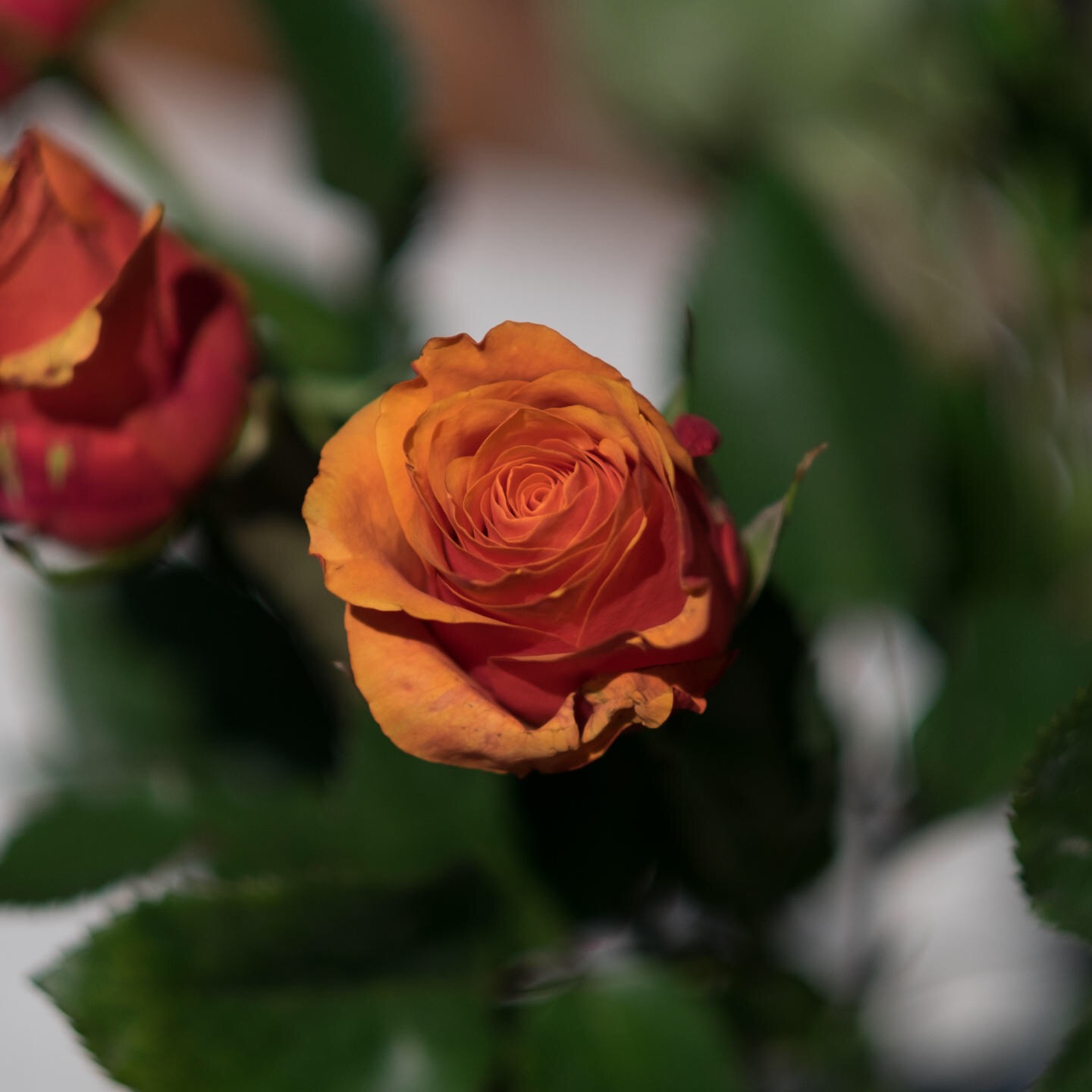 Walsrode, 07.05.2016.