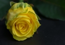 Eine gelbe Rose.