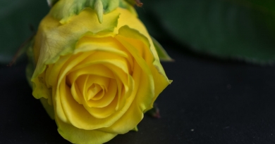 Eine gelbe Rose.