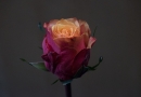 bs20161125-4541_rose