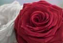 Zwei Rosen zum Valentinstag