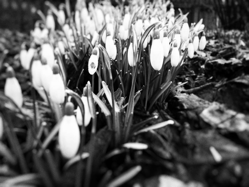 Schneeglöckchen in schwarz/weiß