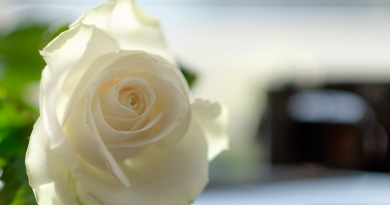 Weiße Rose –  52 Rosen, Rose, Walsrode, weiß