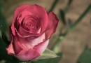 52 Rosen, Rose
