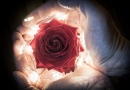 Licht und Rose – 52 Rosen, Rose, Walsrode