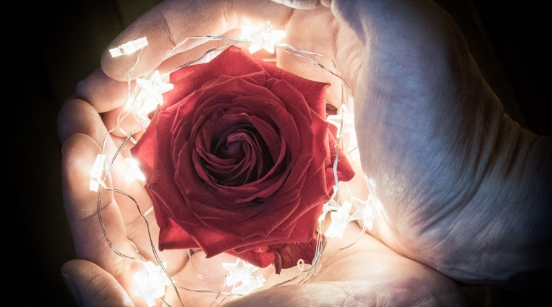 Licht und Rose – 52 Rosen, Rose, Walsrode