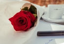 Gedanken zu Papier –  52 Rosen, Rose