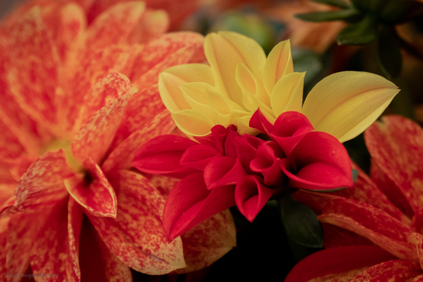 Eine Laune der Natur - sonst gelb/rot gesprenkelt, hier nach Farben getrennt.