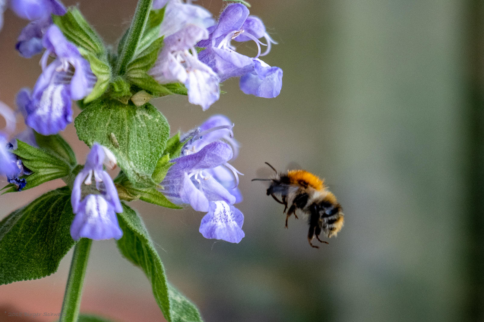 Fleißiges Bienchen - Walsrode