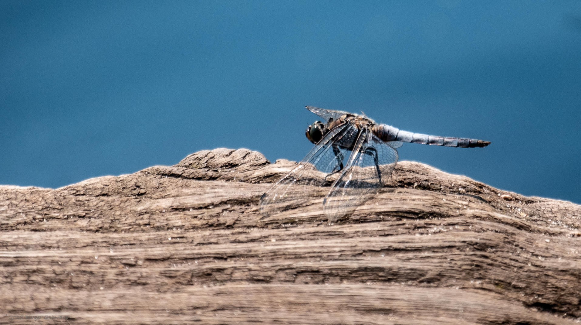 Eine Libelle am Grundlosen See – Walsrode
