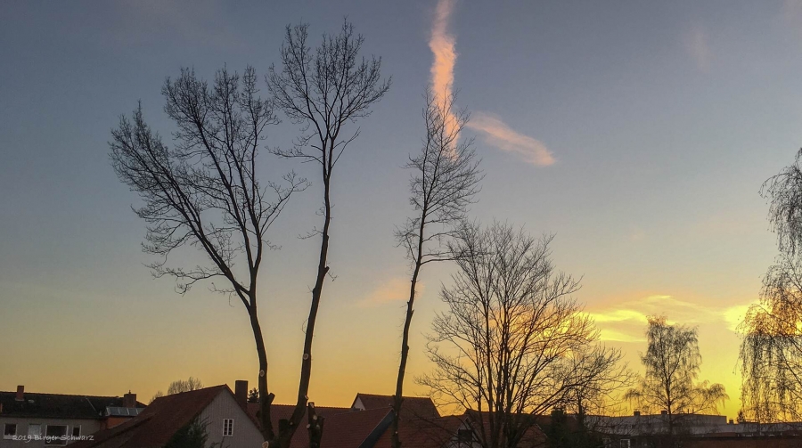 Baumfällarbeiten - Baumfällarbeiten an der Straße Kleiner Graben für ein neues Haus in Walsrode. - Baum, Baumfällen, Walsrode
