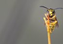 Wespe - Eine Wespe auf der Suche nach einem Winterquartier. - Augenblick, Fotografie, Insekten, Wespe, Fujifilm X-T3