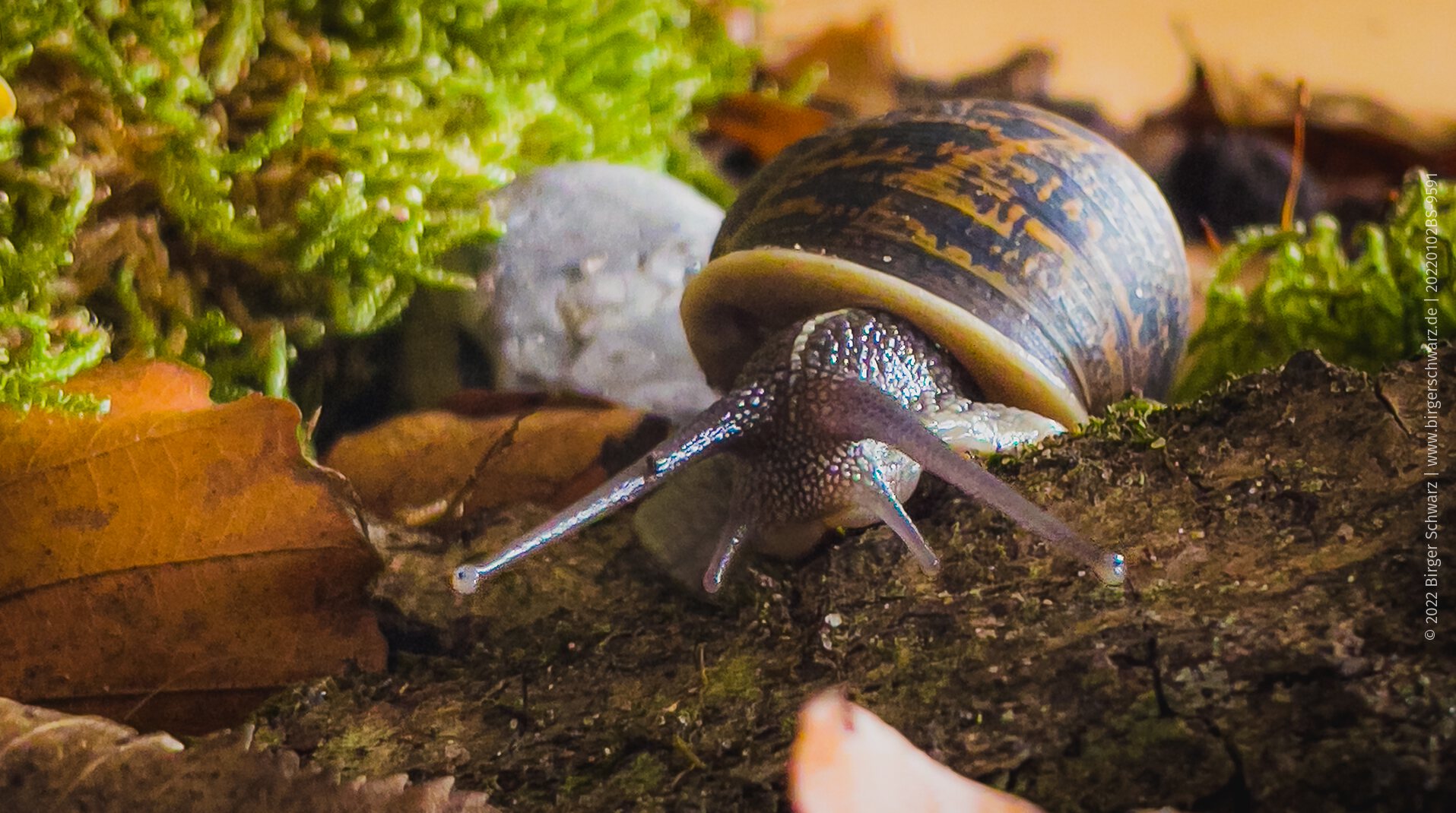 Gefleckte Weinbergschnecke (Cornu aspersum) - Eine Gefleckte Weinbergschnecke bei der Erkundung ihrer Umwelt. - Augenblick, Fotografie, Schnecke, Apple iPhone 12 Pro